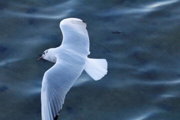 Mouette rieuse