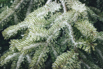 Beautiful evergreen ice-covered spruce. Close-up of frozen needles. Needles after icy rain. Frozen coniferous. 