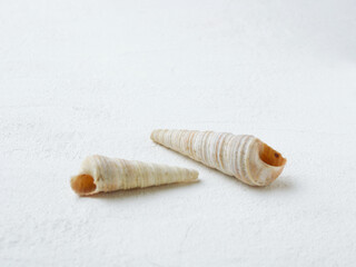 Tube sea mollusk shell.