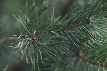 Naklejka na ściany i meble Green pine branches close up, soft focus. Clean air concept.