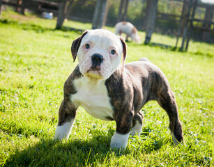 Funny brindle coat American Bulldog puppy dog