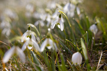 viele Schneeglöckchen blühen in der Sonne im Frühjahr