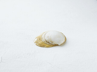 Empty sink of sea mollusk.