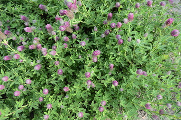 Closeup trifolium rubens known as Red Feathers with blurred background in summer garden