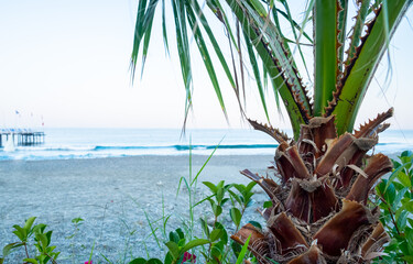 palm tree on the beach beside the sea