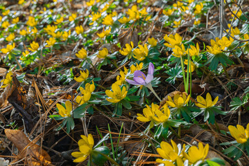 eine lila Krokusblüte mitten in einem Blumenteppich von gelben Winterlingen in der Frühjahrssonne im Garten 