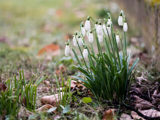 snowdrops in winter