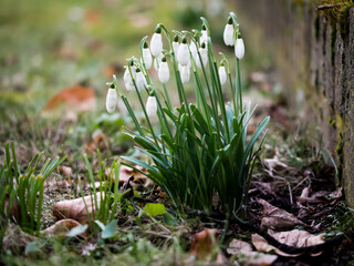 closeup of snowdrops 