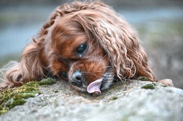 Obraz premium portrait of a dog