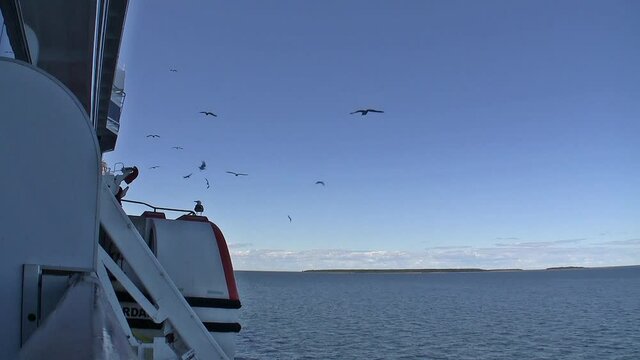 Birds Around a Ship