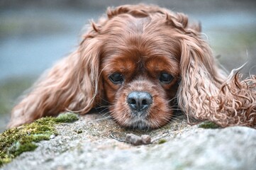 cavalier king charles spaniel puppy