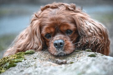 cavalier king charles spaniel dog