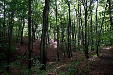 Obraz premium dense forest with trees an green leaves