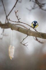 The great tit (Parus major) is a passerine bird in the tit family Paridae