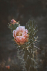 Flor de cactus 