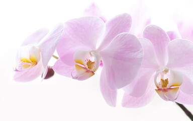 Naklejka na ściany i meble Close-up of light pink orchid flower branch
