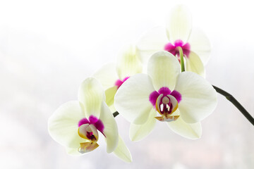 Naklejka na ściany i meble White orchid on a light background
