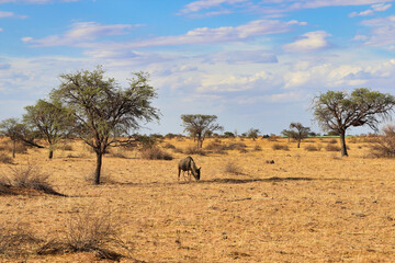 Fototapeta na wymiar beautiful landscape view in Namibia – Africa
