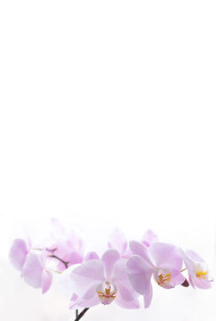 Beautiful light pink orchid flowers background