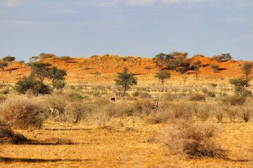 beautiful landscape view in Namibia – Africa