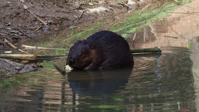Beaver animal sitting in water and eating, Static shot
