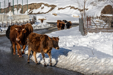 pets in natural conditions in winter in the mountains near the dwelling