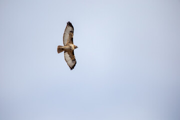hawk in flight