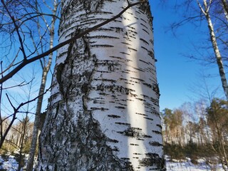 birch bark