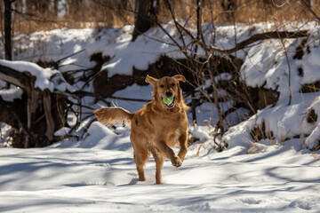 Dog running in the snow