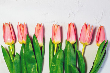Pink tulips on a white concrete background. Place for text.