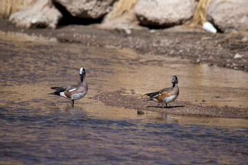 ducks on the beach