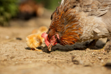 Closeup of a mother chicken with its baby chicks on the farm. Hen with baby chickens