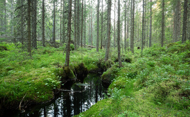 Stream running through an idyllic untouched forest in sweden
