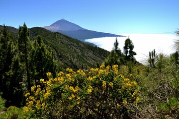 Obraz premium Padre Teide, volcán en Tenerife