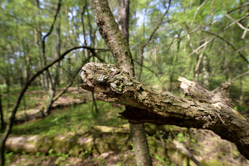Dry branch on a tree in the forest