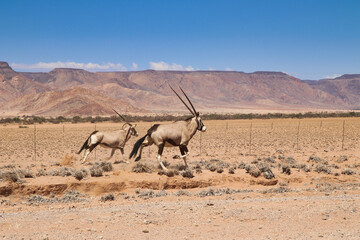 beautiful landscape view in Namibia – Africa