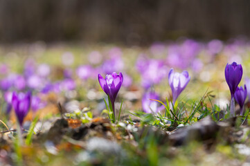 Violet crocus in the first days of spring on a beautiful day