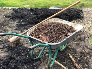 Green wheelbarrow with forks in the garden. Garden wheelbarrow full of weeds and branches.