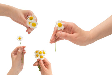 Bouquet of daisies isolated on white.