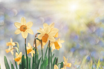 Daffodil flowers floral spring banner - obrazy, fototapety, plakaty