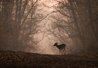 Silhouette of a dama dama deer in the heart of the forest early in the morning