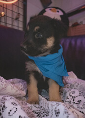 cachorro pastor alemán con pañuelo azul