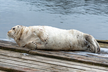 A large bearded adult seal lying on a wooden slipway near the ocean.  The bearded seal has a light grey coloured wet fur coat with long white curly whiskers. It has a heart shaped nose.