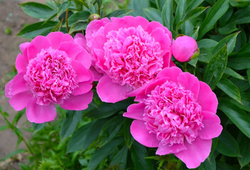 Flowers of blooming bright pink peonies on the bush