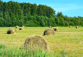 Twisted haystacks on the field