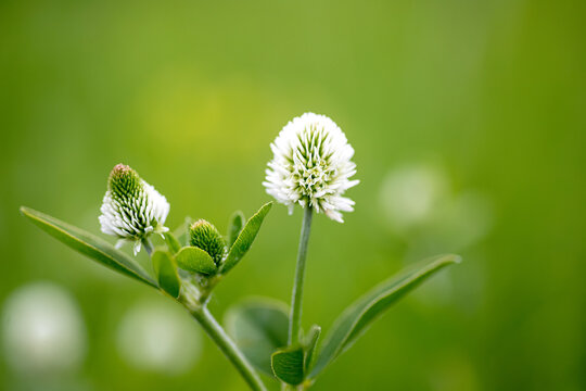 Trifolium montanum, mountain clover meadow in summer. Collecting medicinal herbs for non-traditional medicine