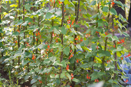 Red and white flowers of kidney bean (Phaseolus coccineus) blooming on green plants in homemade garden. Organic farming, healthy food, BIO viands, back to nature concept.