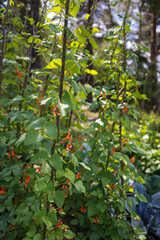 Red and white flowers of kidney bean (Phaseolus coccineus) blooming on green plants in homemade...