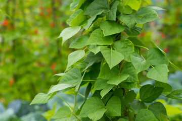 Kidney beans seedbed growing on farm. Green plant of kidney bean (Phaseolus vulgaris) in homemade garden. Organic farming, healthy food, BIO viands, back to nature concept.