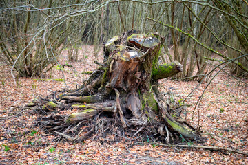 Old taken out tree stump in the forest